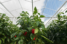 Red Bell Peppers Growing Inside A Greenhouse