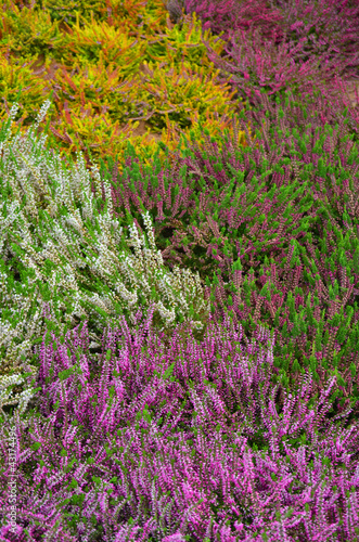 Plakat na papierze fotorealistycznym Kolorowy krajobraz heath