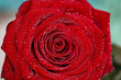 deep red rose frower background with water drops, shallow DOF