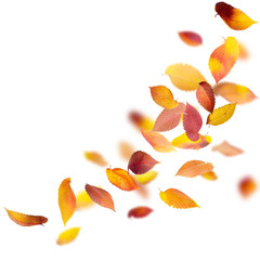 Wall Mural - colorful autumn leaves isolated on white
