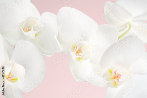 Obraz na płótnie canvas czteroczęściowy "tetraptyk" Zbliżenie orchidei