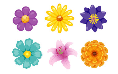 Flower vector set