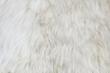 sheep fur texture. macro.