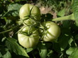 Green tomatoes growing on the branch