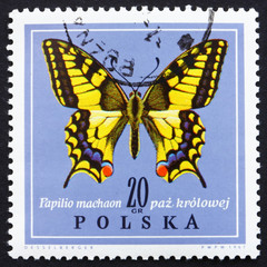 Wall Mural - Postage stamp Poland 1967 Old World Swallowtail, Butterfly