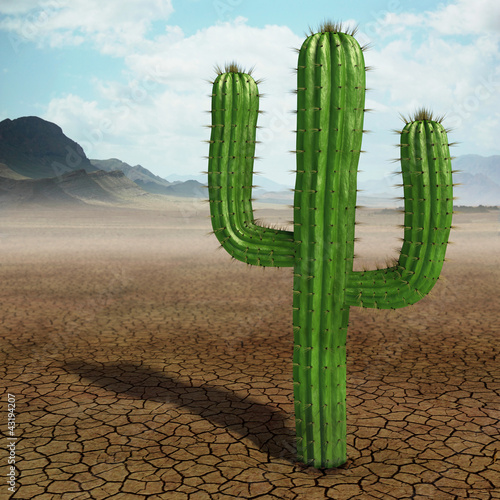 Naklejka nad blat kuchenny Cactus in the desert