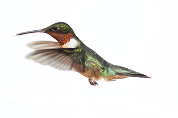 Aufkleber - Isolated Ruby-throated Hummingbird