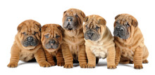 A Group Of Five Shar Pei Dogs