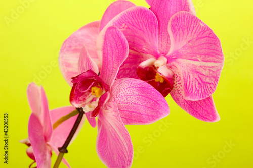 Obraz na płótnie canvas trzyczęściowy "tryptyk" Piękna kwitnąca orchidea na zielonym tle