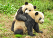 Two Great Pandas playing together