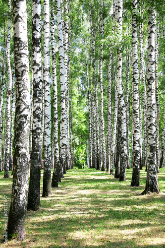 Obraz w ramie Alley in july birch grove