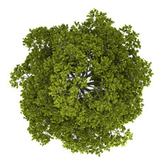 Wall Mural - top view of norway maple tree isolated on white background