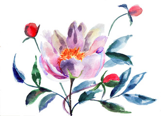 Original Peony flowers