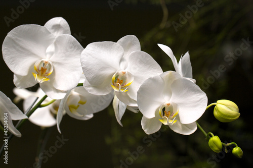 Obraz na płótnie canvas dwuczęściowy "dyptyk" Bogor ogród botaniczny, orchidea