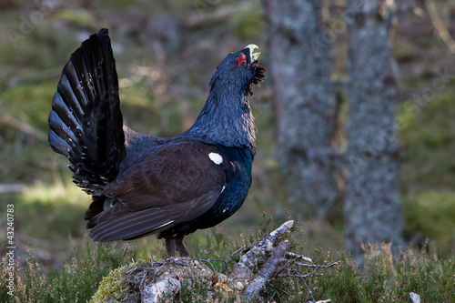 Board z aluminiowym obramowaniem Capercaillie tetrao urogallus dorosły mężczyzna wyświetlający