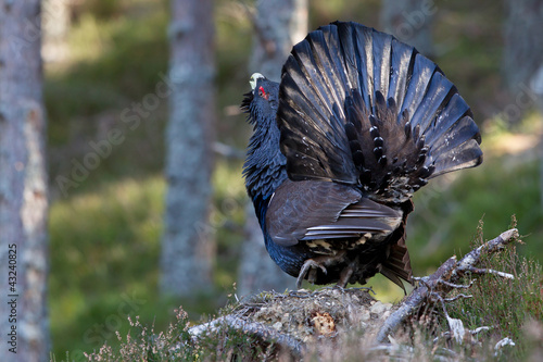 Board z aluminiowym obramowaniem Capercaillie tetrao urogallus dorosły mężczyzna wyświetlający