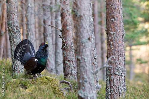 Board z aluminiowym obramowaniem Capercaillie tetrao urogallus dorosły mężczyzna wyświetlający