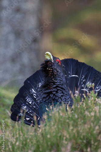 Board z aluminiowym obramowaniem Capercaillie tetrao urogallus dorosły mężczyzna wyświetlający