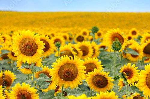 Naklejka na szybę Beautiful sunflower field