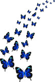 Fototapeta Motyle - beautiful butterfly illustration