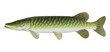 Northern Pike (Esox Lucius) Freshwater Fish.