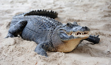 Alligator Closeup On Sand
