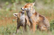 © Pim Leijen - red fox with cub