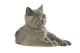 Fototapeta Koty - British short haired grey cat