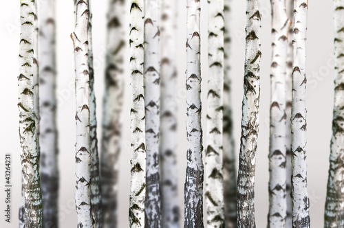 Fototapeta do kuchni Naturalne tło - brzoza 