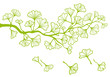 ginkgo tree branch with green leaves, vector