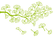 Ginkgo Tree Branch With Green Leaves, Vector