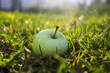 Fresh apple on green grass in garden