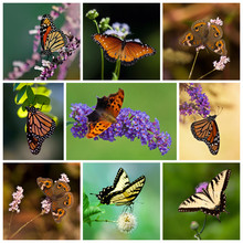Colorful Butterfly Collage