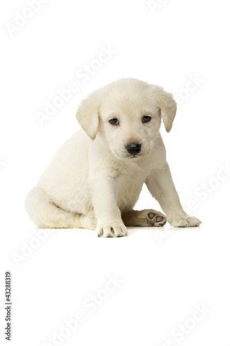 Plakat na papierze fotorealistycznym Złoty szczeniak labrador
