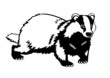 Eurasian badger black and white