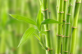 bamboo