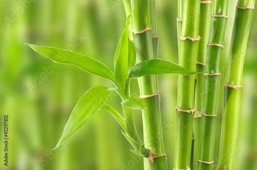 Naklejka dekoracyjna bamboo