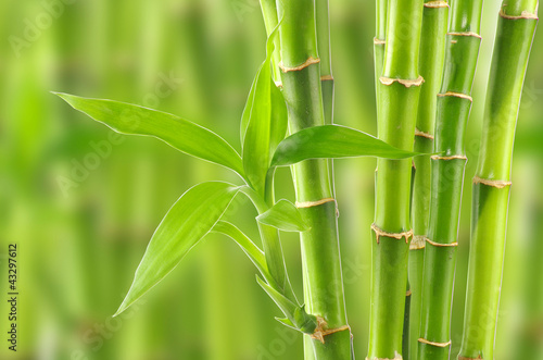 Fototapeta na wymiar bamboo