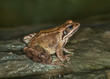 Common Frog ( Rana temporaria)