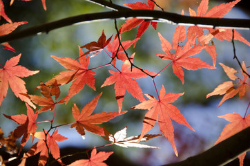 Wall Mural - colorful autumn leaves background