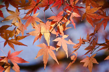 Wall Mural - colorful autumn leaves background