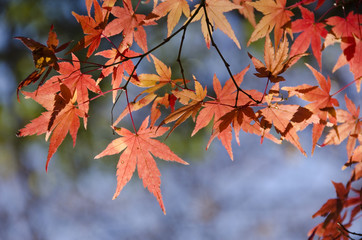Wall Mural - colorful autumn leaves background