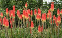 A Beautiful Display Of Red Hot Poker Plants.