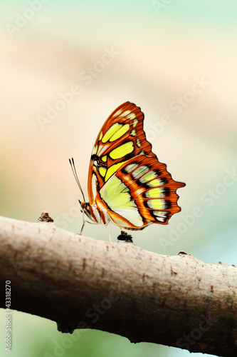 Tapeta ścienna Czerwony lacewing butterfly (łac. cethosia biblis)