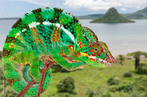 Fotoboard na płycie Camelon z Madagaskaru, Baie de Diego-Suarez