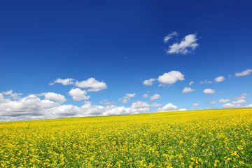 Fotomurales - Field of yellow rape against the blue sky