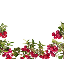 Wall Mural - red cowberries half frame isolated on white