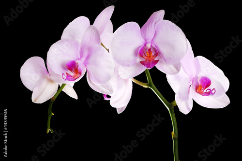 Obraz na płótnie canvas Lekkie różowe kwiaty orchidei oddział na czarno