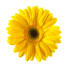 Yellow Daisy Flower Isolated