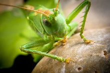 Macro Of A Green Grasshopper On A Stone